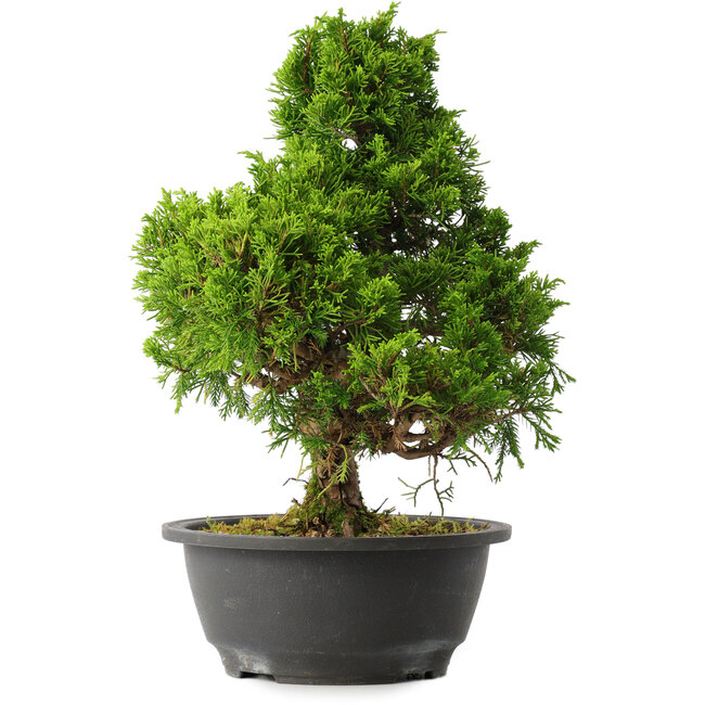 Juniperus chinensis Itoigawa, 30,5 cm, ± 15 ans