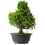 Juniperus chinensis Itoigawa, 30,5 cm, ± 15 jaar oud
