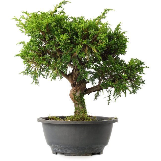Juniperus chinensis Itoigawa, 29 cm, ± 15 años