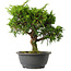 Juniperus chinensis Itoigawa, 29 cm, ± 15 años