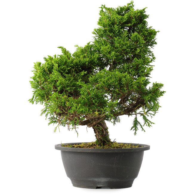 Juniperus chinensis Itoigawa, 30,5 cm, ± 15 años