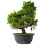 Juniperus chinensis Itoigawa, 30,5 cm, ± 15 años