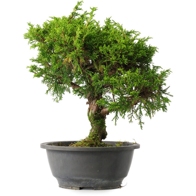 Juniperus chinensis Itoigawa, 29 cm, ± 15 ans