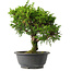 Juniperus chinensis Itoigawa, 29 cm, ± 15 años
