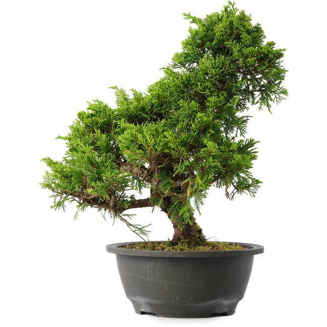 Juniperus chinensis Itoigawa, 30,5 cm, ± 15 ans