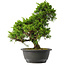 Juniperus chinensis Itoigawa, 30,5 cm, ± 15 años