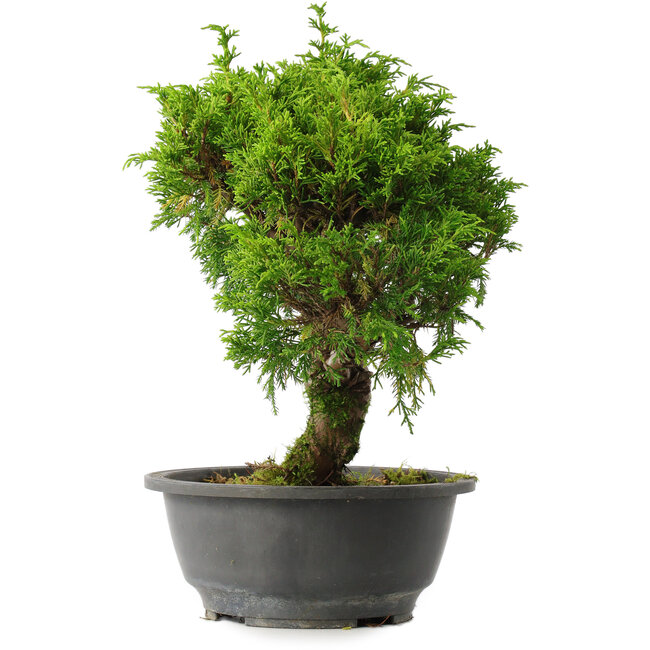 Juniperus chinensis Itoigawa, 29 cm, ± 15 años