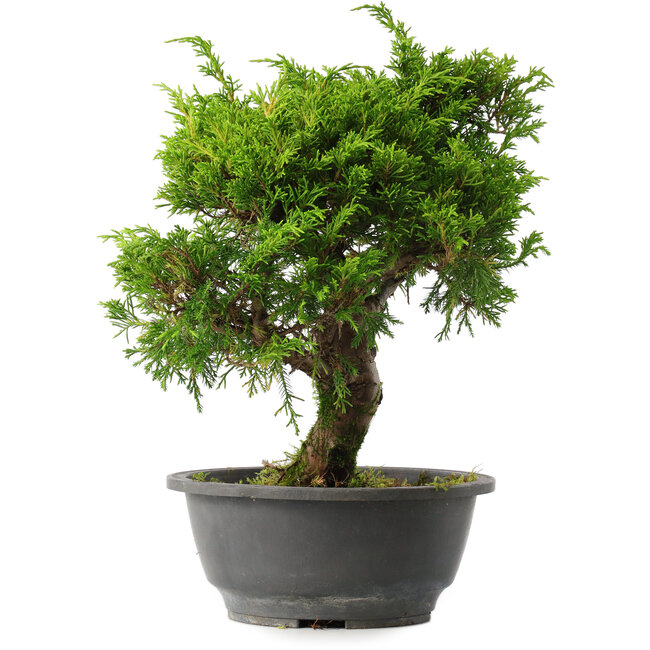 Juniperus chinensis Itoigawa, 29 cm, ± 15 jaar oud
