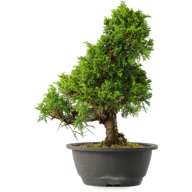 Juniperus chinensis Itoigawa, 30,5 cm, ± 15 ans