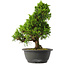 Juniperus chinensis Itoigawa, 30,5 cm, ± 15 jaar oud