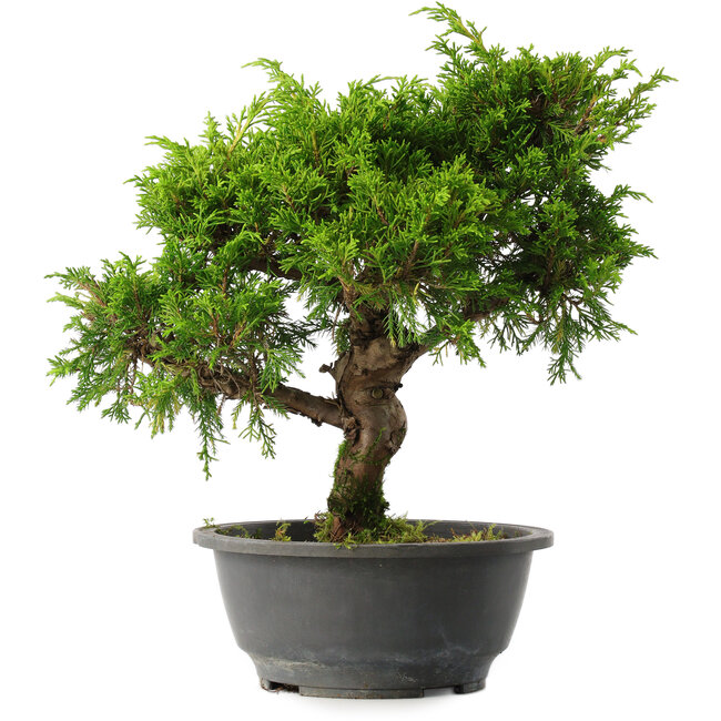 Juniperus chinensis Itoigawa, 29 cm, ± 15 jaar oud