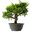 Juniperus chinensis Itoigawa, 29 cm, ± 15 años