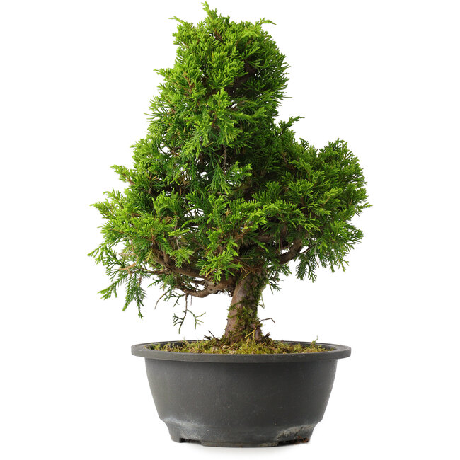 Juniperus chinensis Itoigawa, 30,5 cm, ± 15 jaar oud
