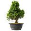 Juniperus chinensis Itoigawa, 30,5 cm, ± 15 años