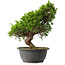 Juniperus chinensis Itoigawa, 29 cm, ± 15 jaar oud