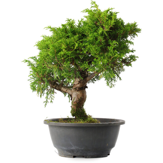 Juniperus chinensis Itoigawa, 29 cm, ± 15 ans