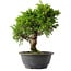 Juniperus chinensis Itoigawa, 29 cm, ± 15 jaar oud
