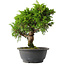 Juniperus chinensis Itoigawa, 29 cm, ± 15 Jahre alt