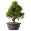 Juniperus chinensis Itoigawa, 29 cm, ± 15 jaar oud