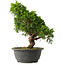 Juniperus chinensis Itoigawa, 29 cm, ± 15 jaar oud