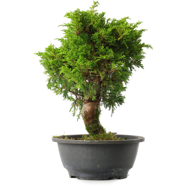 Juniperus chinensis Itoigawa, 29 cm, ± 15 años