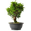Juniperus chinensis Itoigawa, 29 cm, ± 15 años