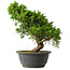 Juniperus chinensis Itoigawa, 29 cm, ± 15 jaar oud