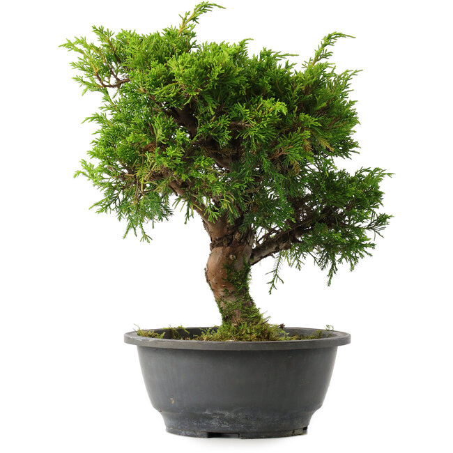 Juniperus chinensis Itoigawa, 29 cm, ± 15 años