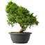 Juniperus chinensis Itoigawa, 29 cm, ± 15 jaar oud