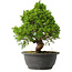 Juniperus chinensis Itoigawa, 29 cm, ± 15 jaar oud