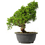Juniperus chinensis Itoigawa, 29 cm, ± 15 jaar oud