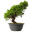 Juniperus chinensis Itoigawa, 29 cm, ± 15 jaar oud