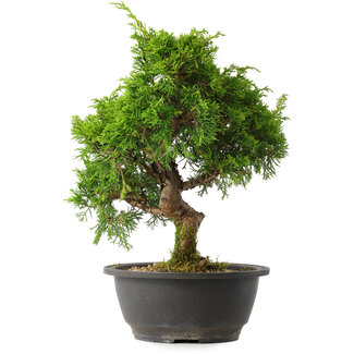 Juniperus chinensis Itoigawa, 30,5 cm, ± 15 jaar oud
