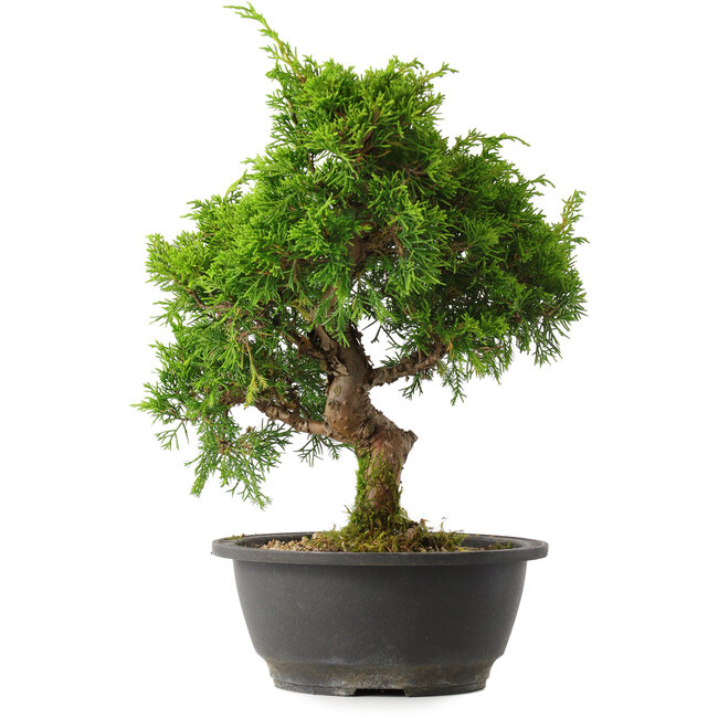Juniperus chinensis Itoigawa, 30,5 cm, ± 15 jaar oud