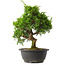 Juniperus chinensis Itoigawa, 30,5 cm, ± 15 jaar oud