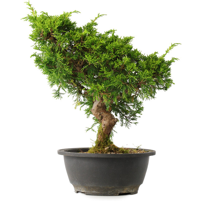 Juniperus chinensis Itoigawa, 30,5 cm, ± 15 jaar oud