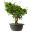 Juniperus chinensis Itoigawa, 30,5 cm, ± 15 jaar oud