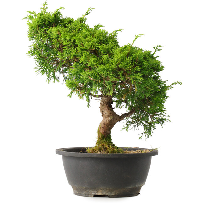 Juniperus chinensis Itoigawa, 30,5 cm, ± 15 Jahre alt