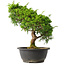 Juniperus chinensis Itoigawa, 30,5 cm, ± 15 jaar oud