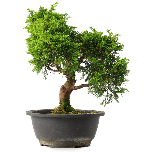 Juniperus chinensis Itoigawa, 30,5 cm, ± 15 Jahre alt