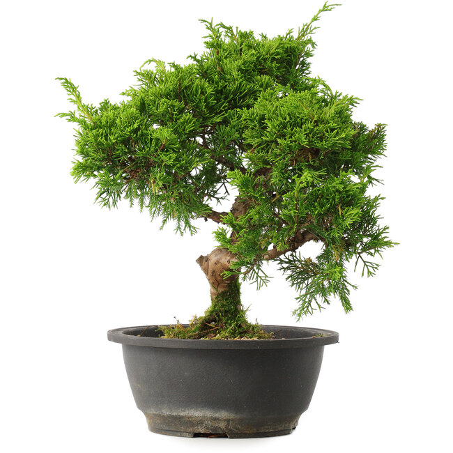 Juniperus chinensis Itoigawa, 30,5 cm, ± 15 jaar oud