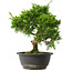 Juniperus chinensis Itoigawa, 30,5 cm, ± 15 jaar oud