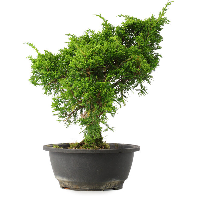 Juniperus chinensis Itoigawa, 30,5 cm, ± 15 years old