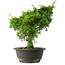 Juniperus chinensis Itoigawa, 30,5 cm, ± 15 jaar oud