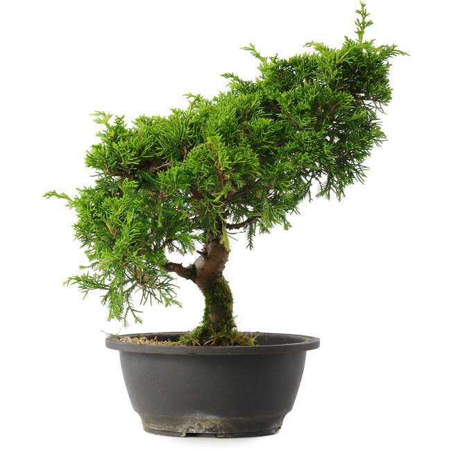 Juniperus chinensis Itoigawa, 30,5 cm, ± 15 Jahre alt