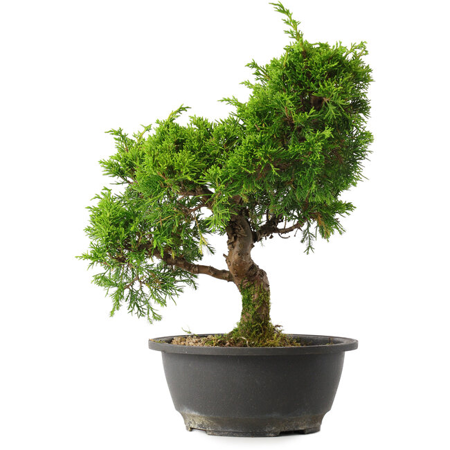 Juniperus chinensis Itoigawa, 30,5 cm, ± 15 years old