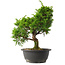 Juniperus chinensis Itoigawa, 30,5 cm, ± 15 jaar oud