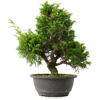 Juniperus chinensis Itoigawa, 31 cm, ± 15 jaar oud