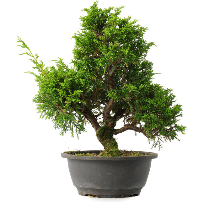 Juniperus chinensis Itoigawa, 31 cm, ± 15 jaar oud