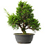 Juniperus chinensis Itoigawa, 31 cm, ± 15 jaar oud